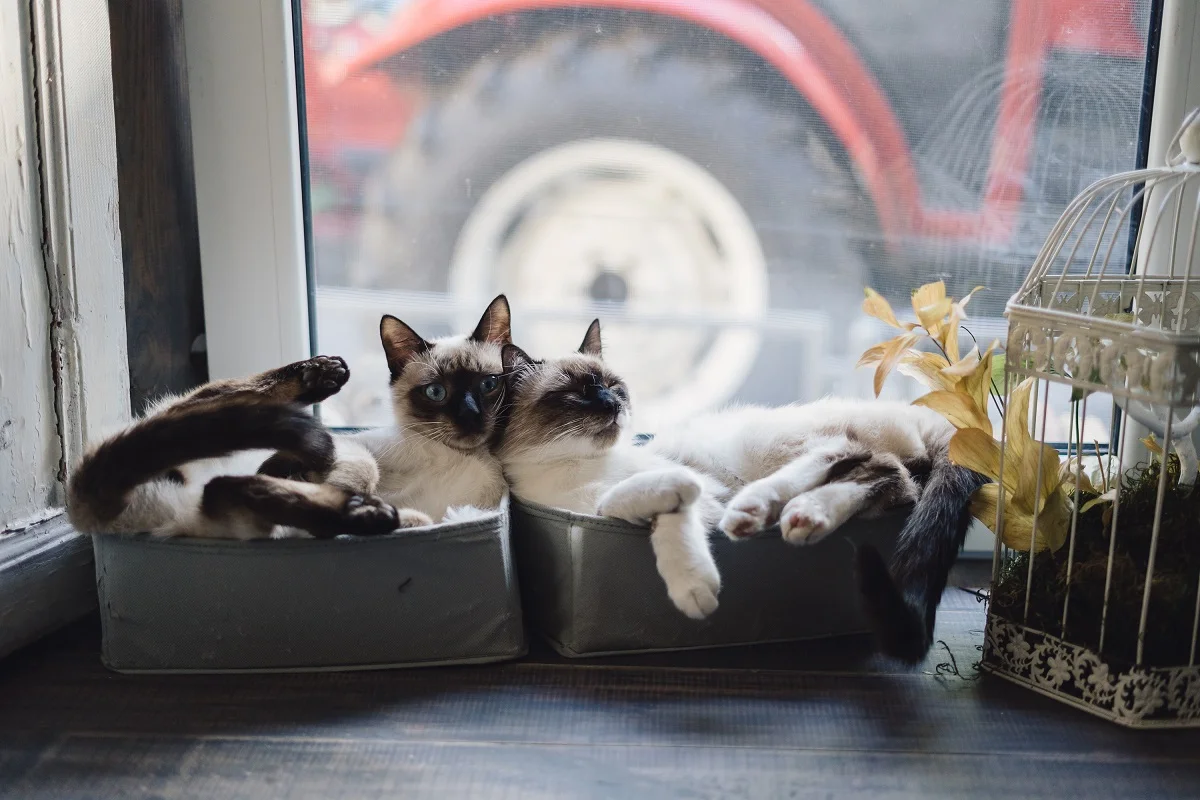 Gatificação: como deixar a casa perfeita para os gatos