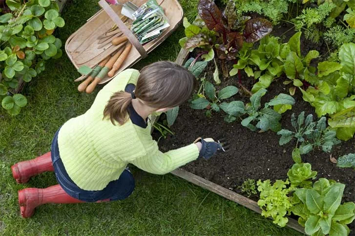 Dicas para jardineiros - amadores e profissionais